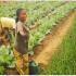 Sept2019 reprise d activites agricoles a mindouli